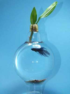 Menggunakan bohlam lampu sebagai akuarium dan pot bunga