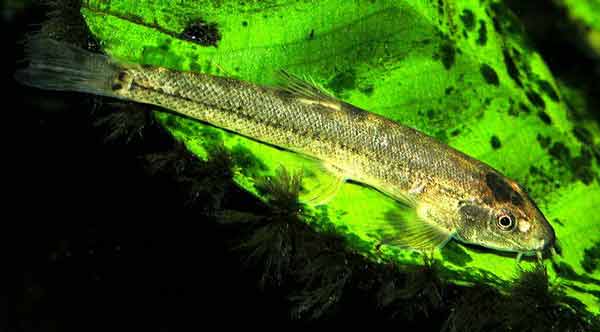 Ikan Selusur Maninjau