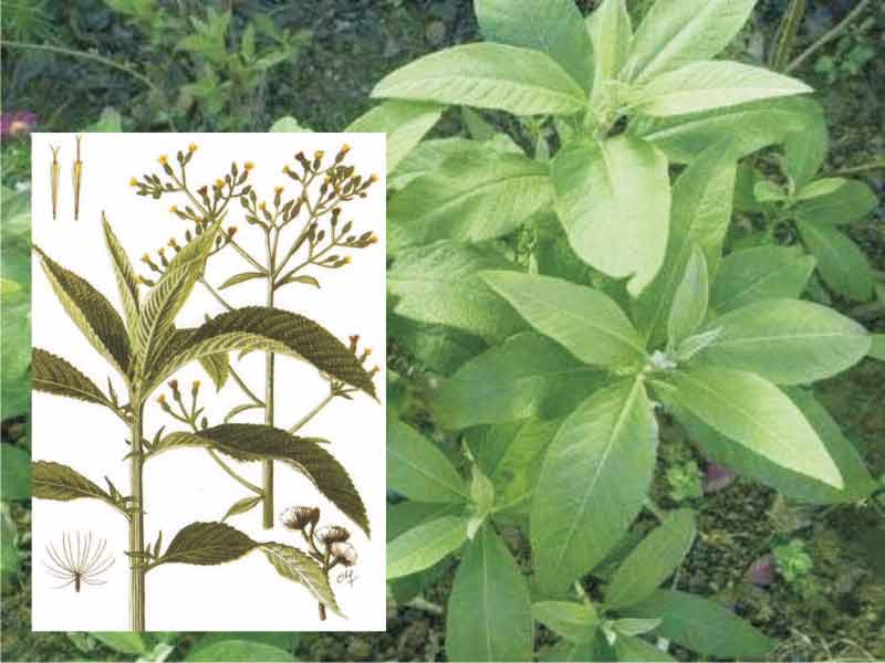 Sembung (Blumea balsamifera)