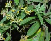 Sembung (Blumea balsamifera)