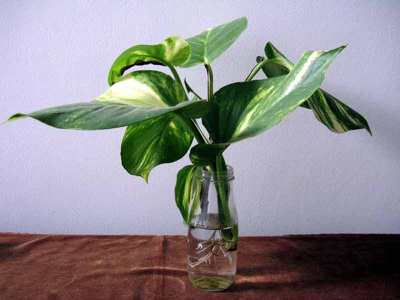 Sirih gading atau devil’s ivy (Epipremnum aureum)