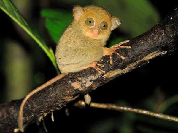 Tarsius bancanus atau Mentilin