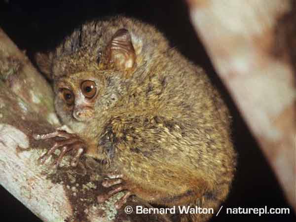 Tarsius dentatus atau Tarsius Dian