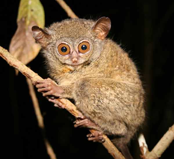 Tarsius Lariang