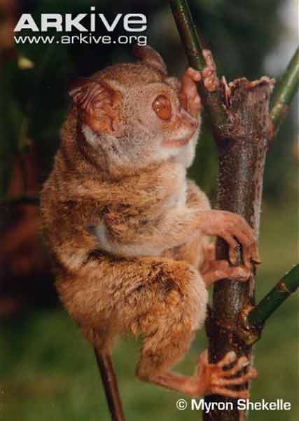 Tarsius sangirensis atau tarsius Pulau Sangihe