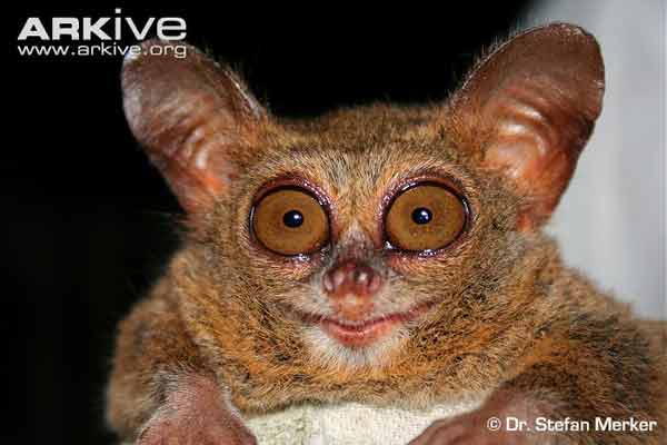 Tarsius wallacei