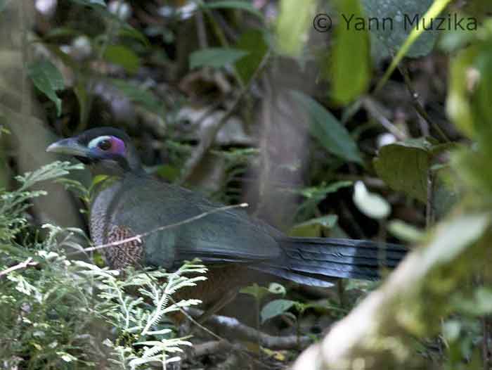 Burung Tokhtor Sumatera