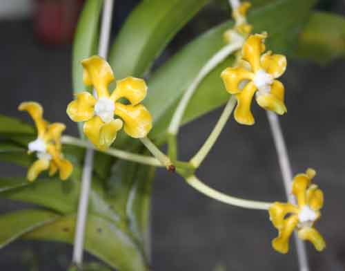 Vanda hindsii