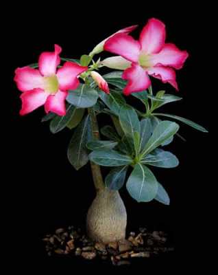 Bunga Adenium obesum