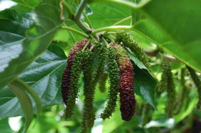 Pohon Andalas (Morus macroura)