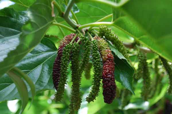 Pohon Andalas (Morus macroura)