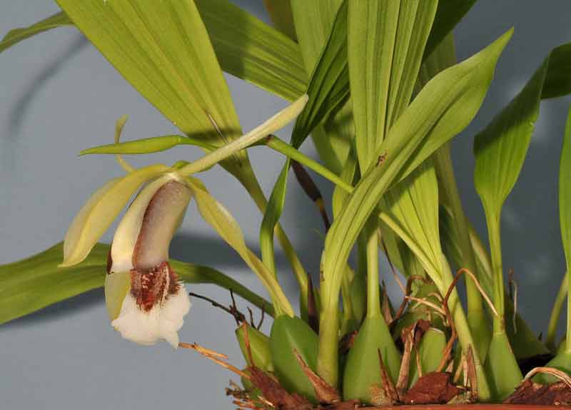 Anggrek Bibir Berbulu atau Coelogyne speciosa subsp. speciosa