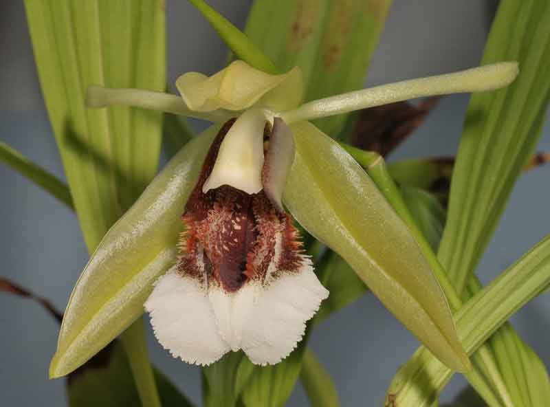 Anggrek Bibir Berbulu atau Coelogyne speciosa subsp. speciosa