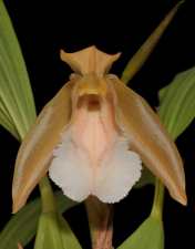 Anggrek Bibir Berbulu atau Coelogyne speciosa subsp. incarnata