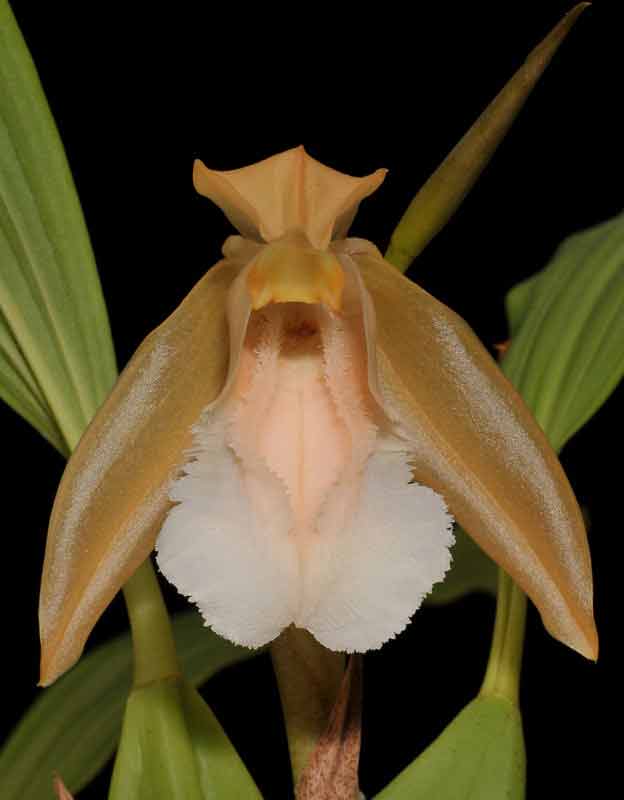 Anggrek Bibir Berbulu atau Coelogyne speciosa subsp. incarnata