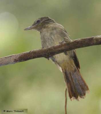 Anis-bentet Sangihe Colluricincla sanghirensis