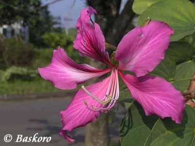 Bunga Kupu-kupu (Bauhinia purpurea)