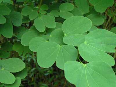 Bunga Kupu-kupu (Bauhinia purpurea)