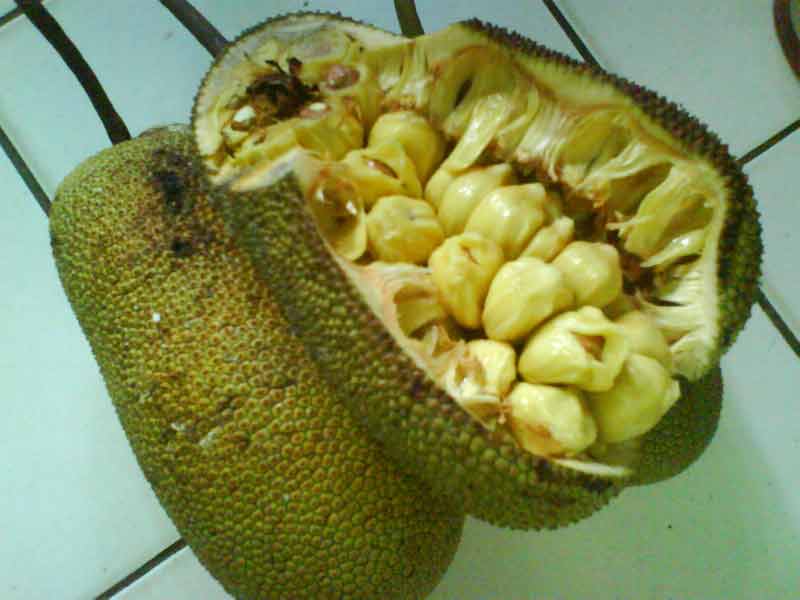 Buah Cempedak