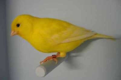 Burung Kenari (Serinus Canaria)