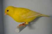 Burung Kenari 01