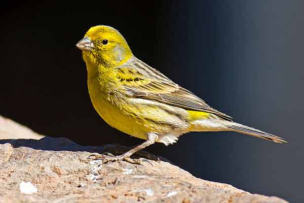 Burung Kenari (Serinus Canaria)