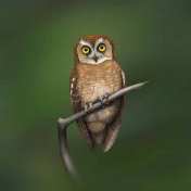 Celepuk siau Otus siaoensis