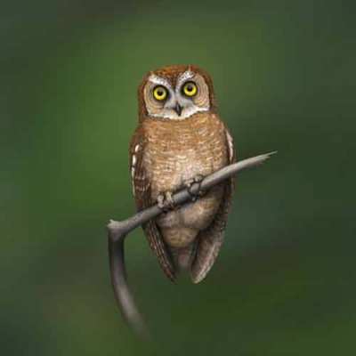 Celepuk siau Otus siaoensis