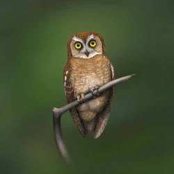 Celepuk siau Otus siaoensis