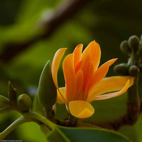 Bunga Jeumpa atau Cempaka Kuning (Magnolia champaca)