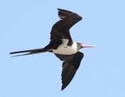 Cikalang Christmas Fregata andrewsi