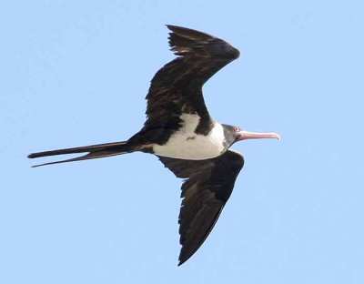 Cikalang Christmas Fregata andrewsi