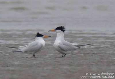 Daralaut China Thalasseus bernsteini