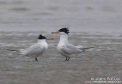 Daralaut China Thalasseus bernsteini