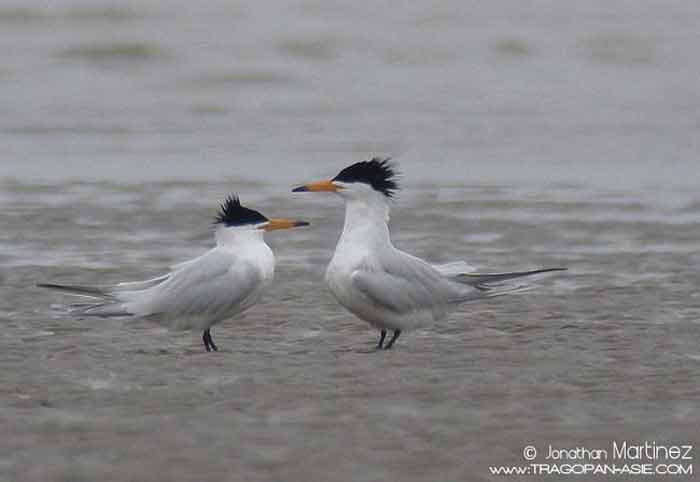 Daralaut China Thalasseus bernsteini