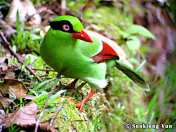 Ekek Geling Cissa thalassina