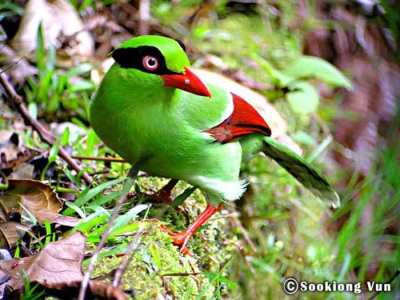 Ekek Geling Cissa thalassina