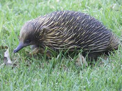 Ekidna Moncong Pendek Tachyglossus aculeatus