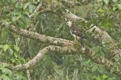 Elang Flores Nisaetus floris