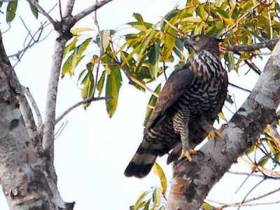 Elang Wallace (Nisaetus nanus)