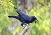 Gagak Banggai Corvus unicolor
