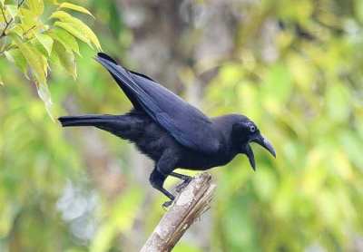 Gagak Banggai Corvus unicolor