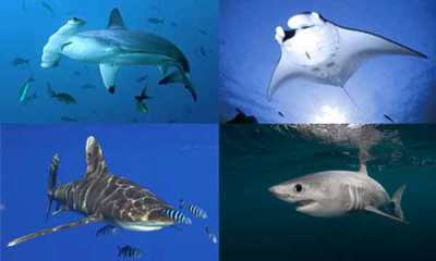 Hiu dan Pari Manta
