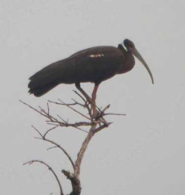 Ibis Karau Pseudibis davisoni