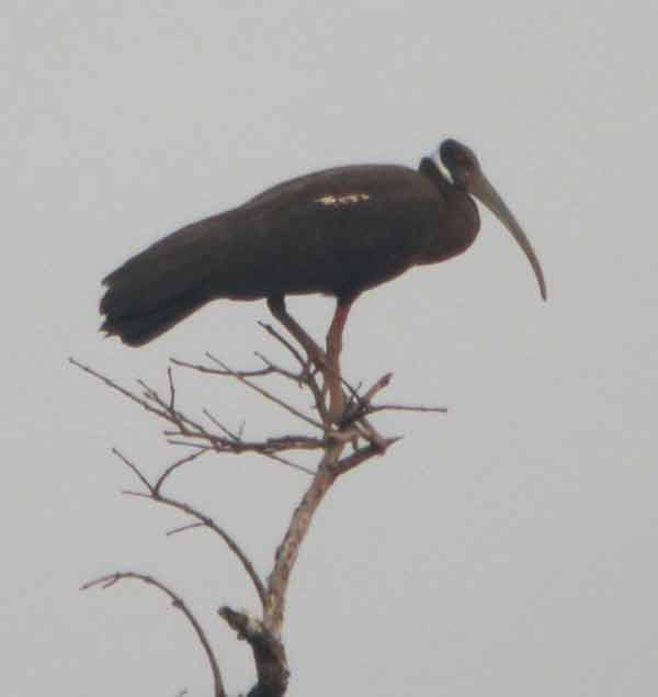 Ibis Karau Pseudibis davisoni