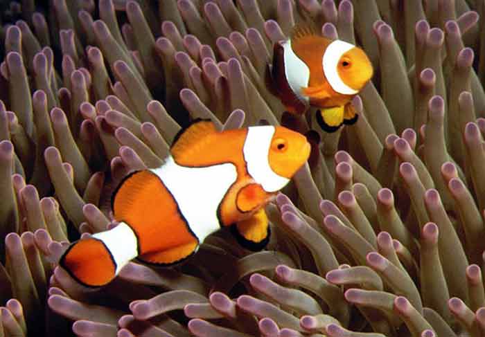 Ikan Badut jenis Amphiprion percula