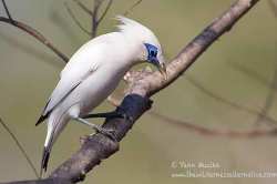 Jalak Bali Leucopsar rothschildi