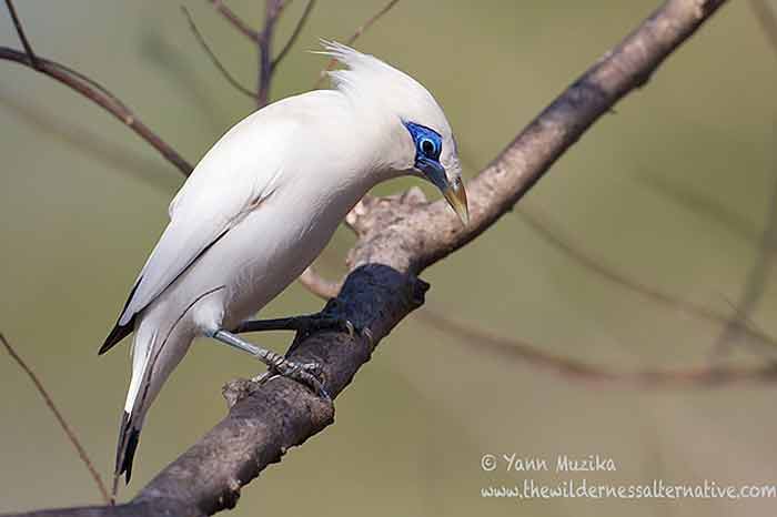 Jalak Bali Leucopsar rothschildi