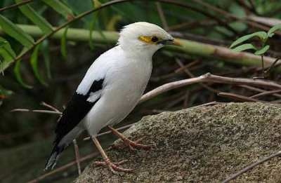 Jalak Putih Sturnus melanopterus