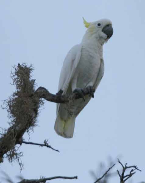 Kakatua Kecil Jambul Kuning Cacatua sulphurea
